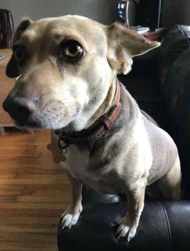 Small dog closeup - Dog camp in Fishers, IN