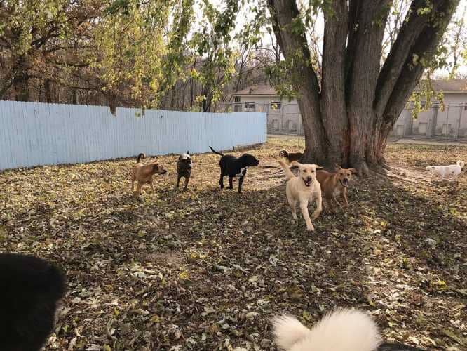 Dogs playing near tree - Dog camp in Fishers, IN