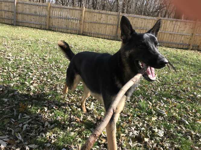 Dog playing in grass - Dog camp in Fishers, IN