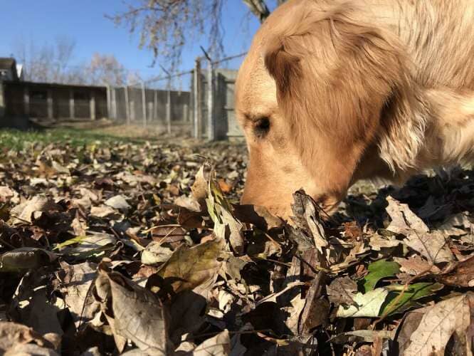 Golden retriever playing with leaves - Dog camp in Fishers, IN