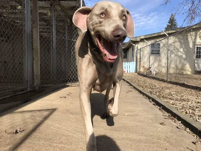 Dog smiling wide while running - Dog camp in Fishers, IN