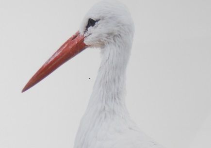 Ein Storch als Sinnbild fürs Kinder bekommen.
