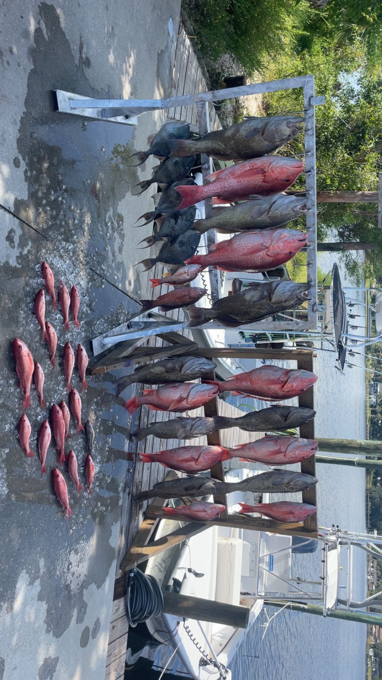 Freshly caught red fish displayed on a metal rack next to a boat.