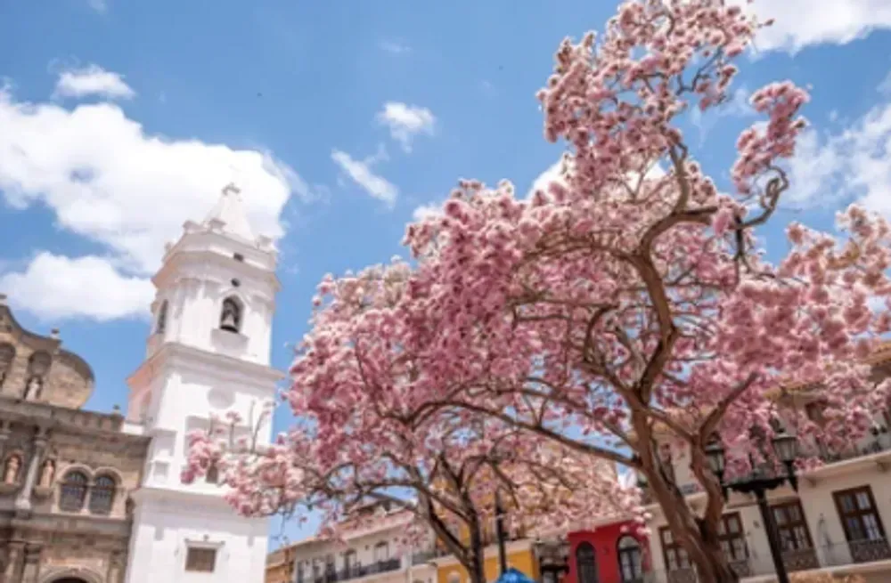 A tree with pink flowers is in front of a white building.