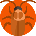 Una cucaracha está sentada en un círculo naranja sobre un fondo blanco.