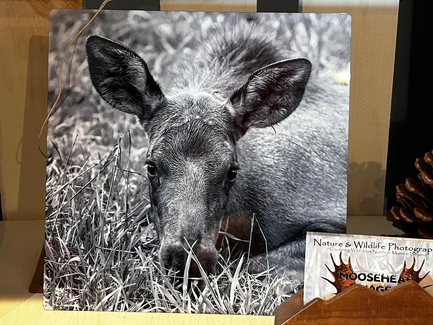 A black and white photo of a moose laying in the grass.
