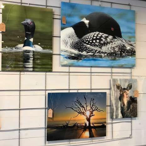 A bunch of pictures of birds and animals are hanging on a wall