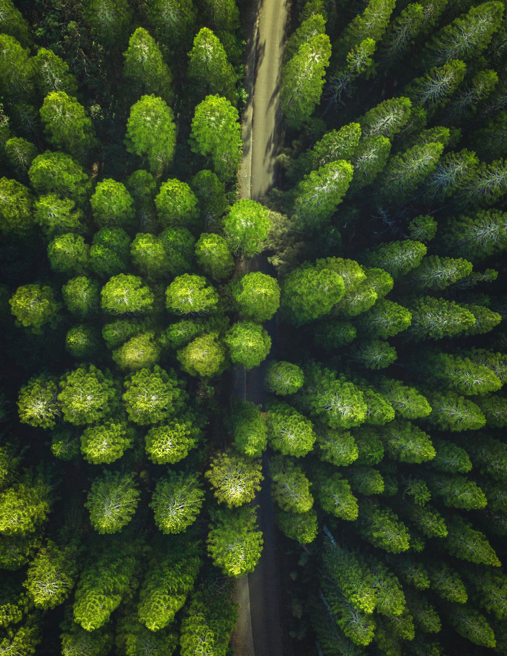 Photo by Phoenix Drone Pros, Robert Biggs, An aerial view of a forest with trees and a road.