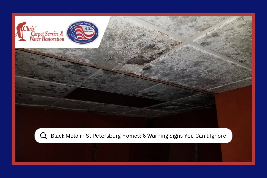 Black Mold in St Petersburg Homes