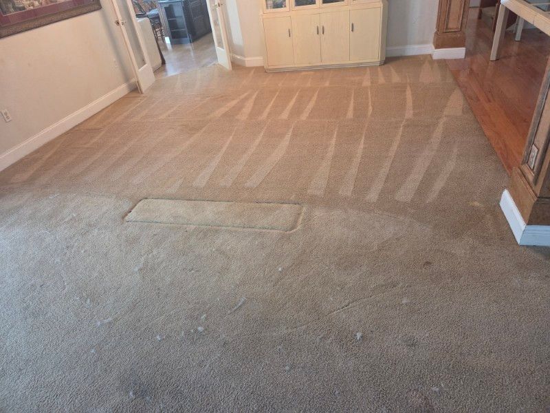 Professional carpet cleaning in progress