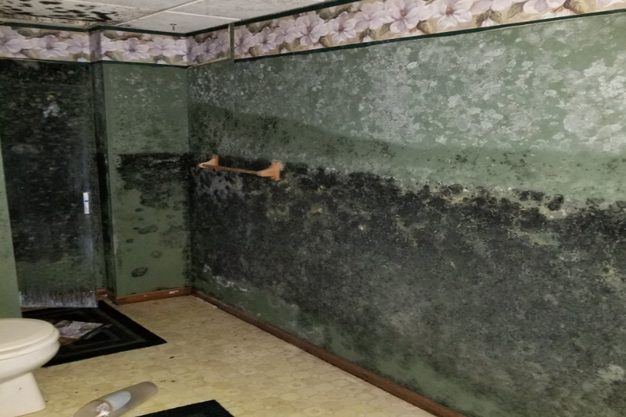 Severe mold growth in a residential property