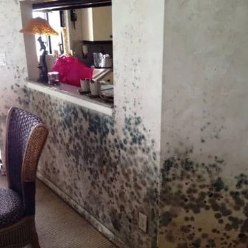 Mold Remediation