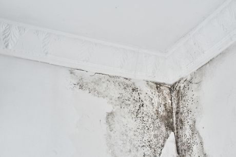 Mold Remediation
