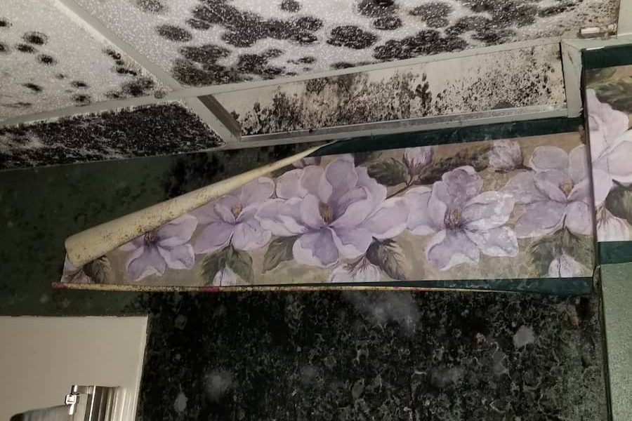 Dark mold patches on ceiling