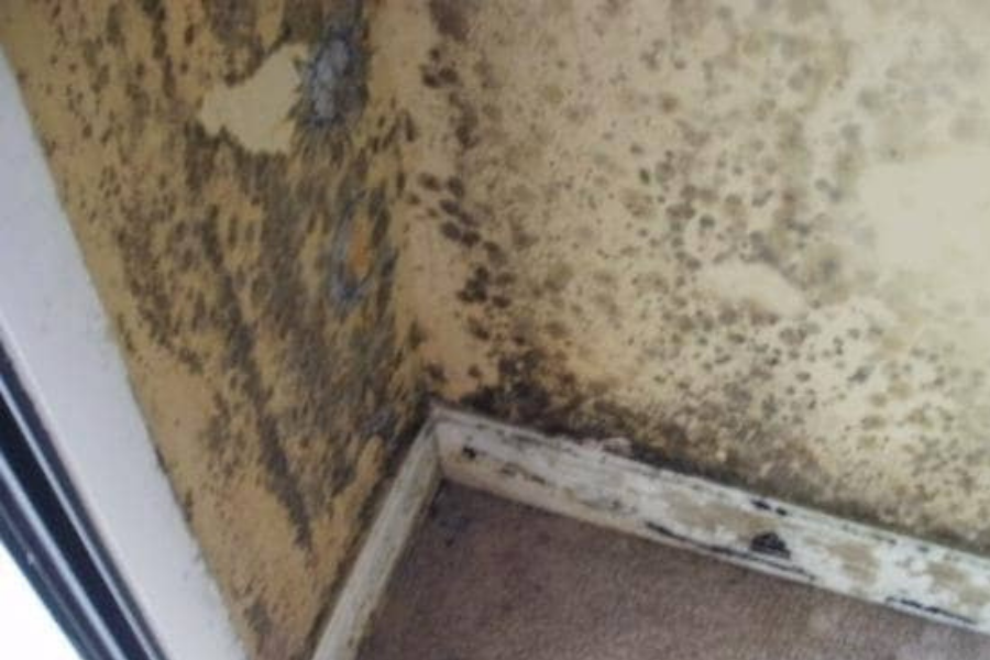 Black mold growth on drywall caused by hidden pipe leak showing extensive water damage