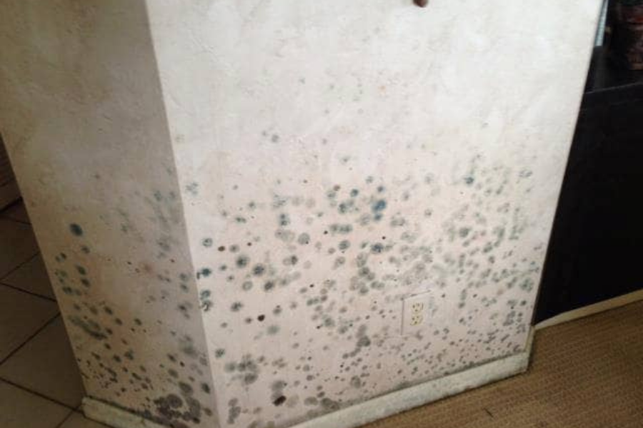Extensive mold growth on walls