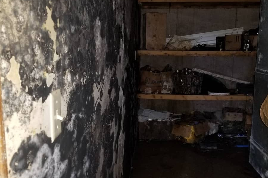 Professional mold remediation team at work