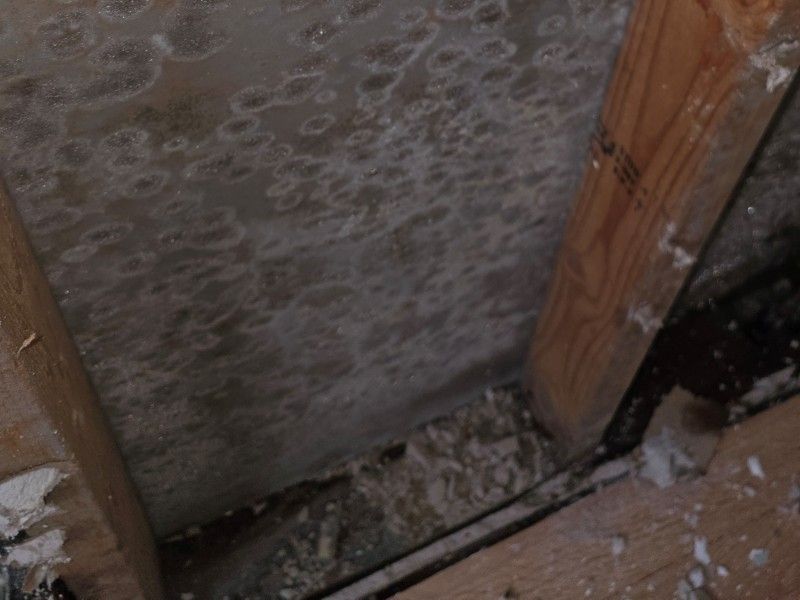 Mold discovered behind drywall in Clearwater home