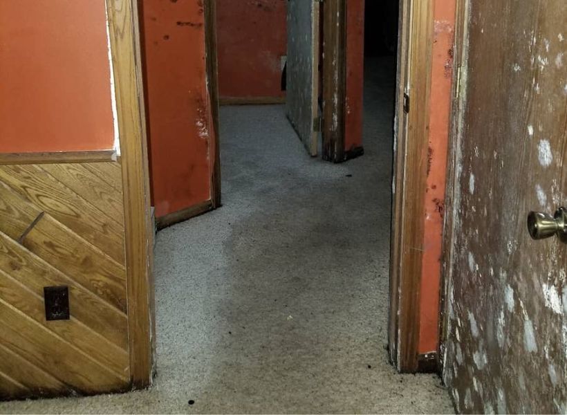mold on walls, doors, door frames and carpet