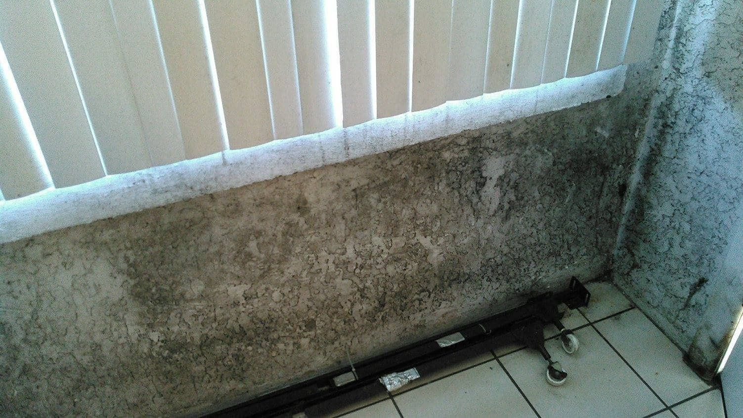 mold removal largo fl