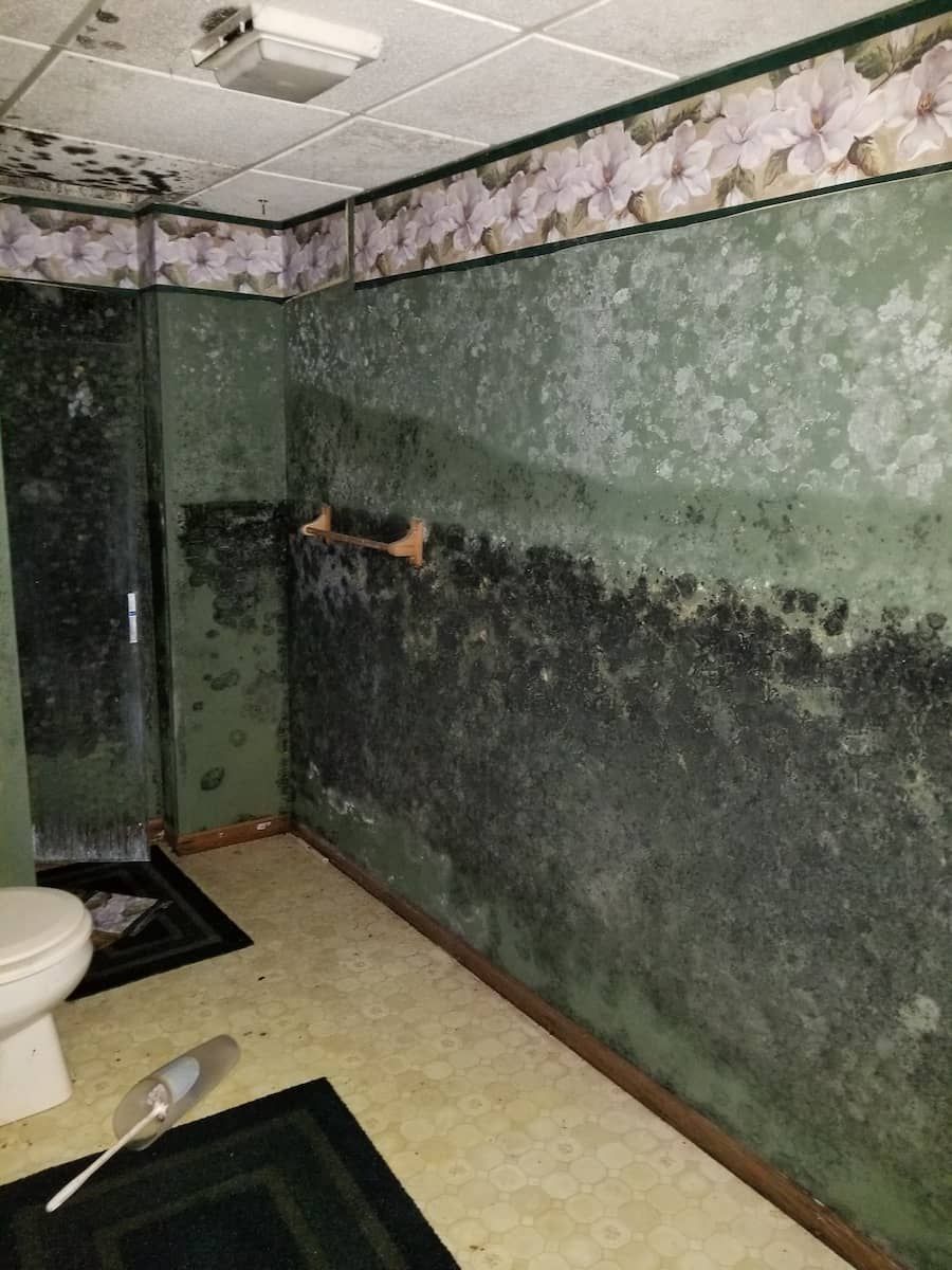 professional mold removal