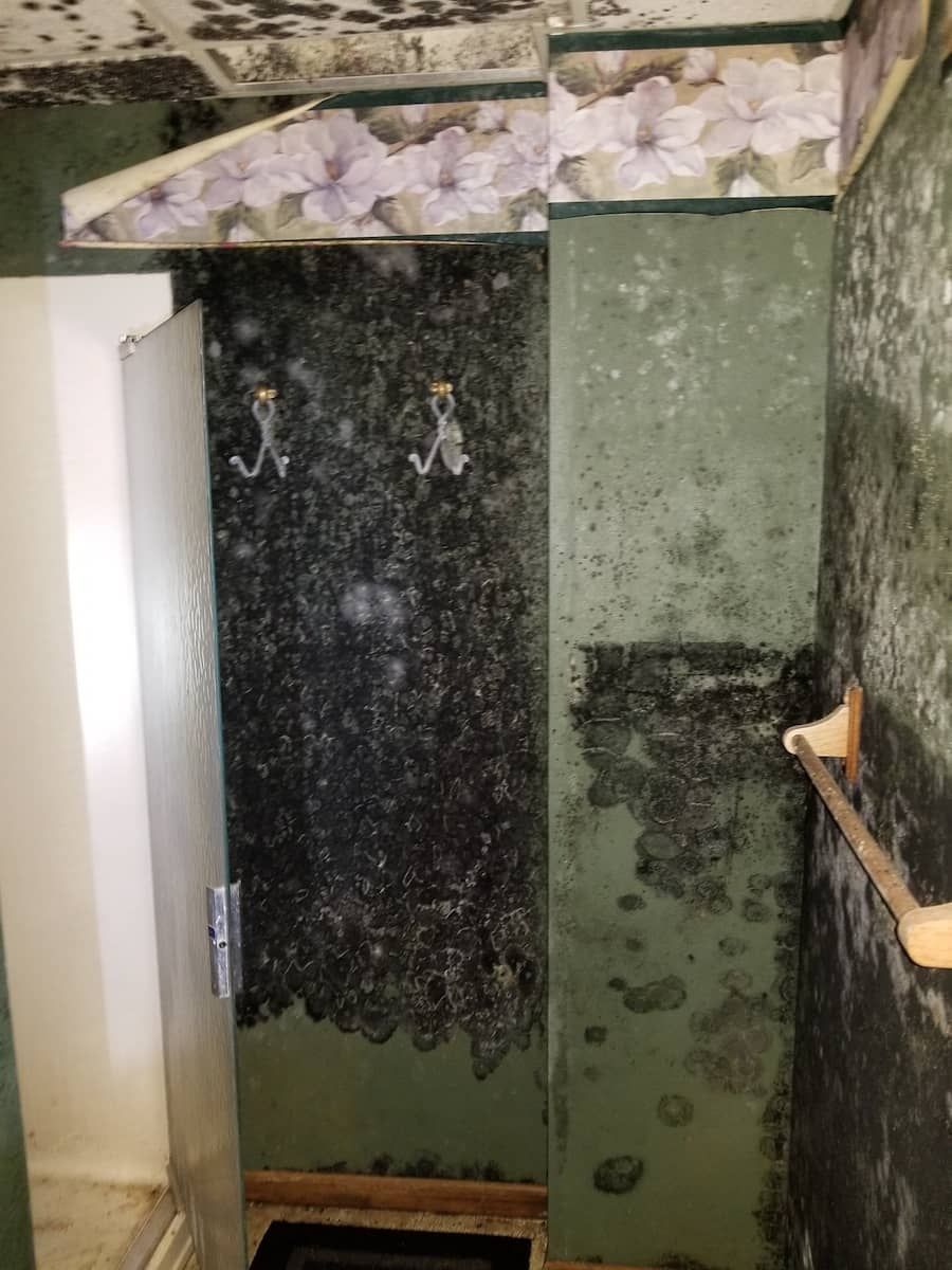 professional mold removal