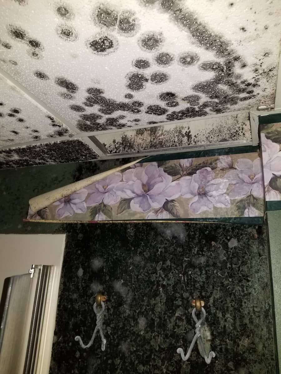 professional mold removal