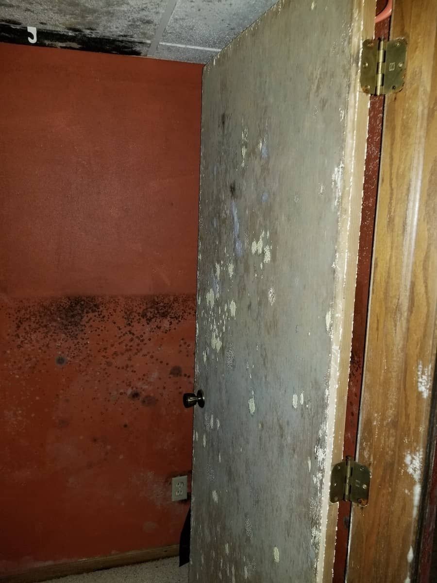 professional mold removal