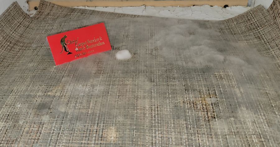 property recovery after mold issues