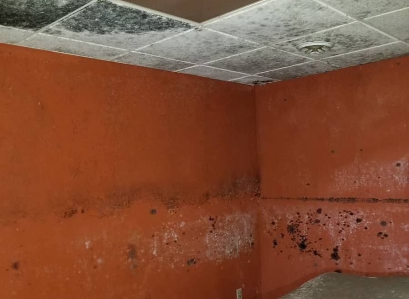 walls and ceilings mold damage