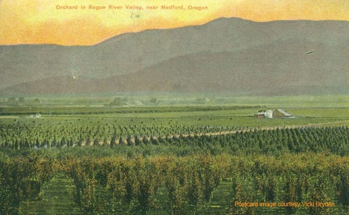 Orchard in Rogue River Valley, near Medford, Oregon