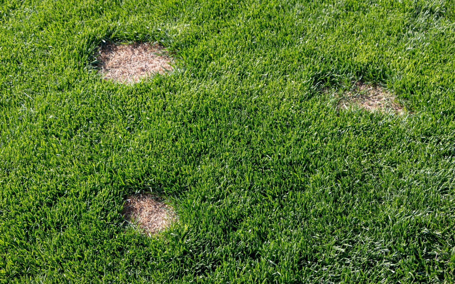 Insects that Can Cause Damage to Your Lawn