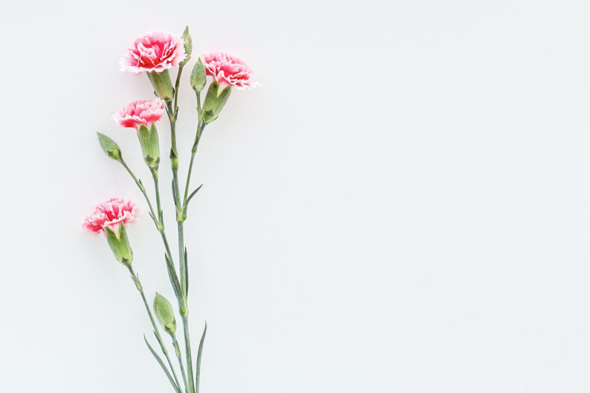 Pink carnations against a white background, with space for text.