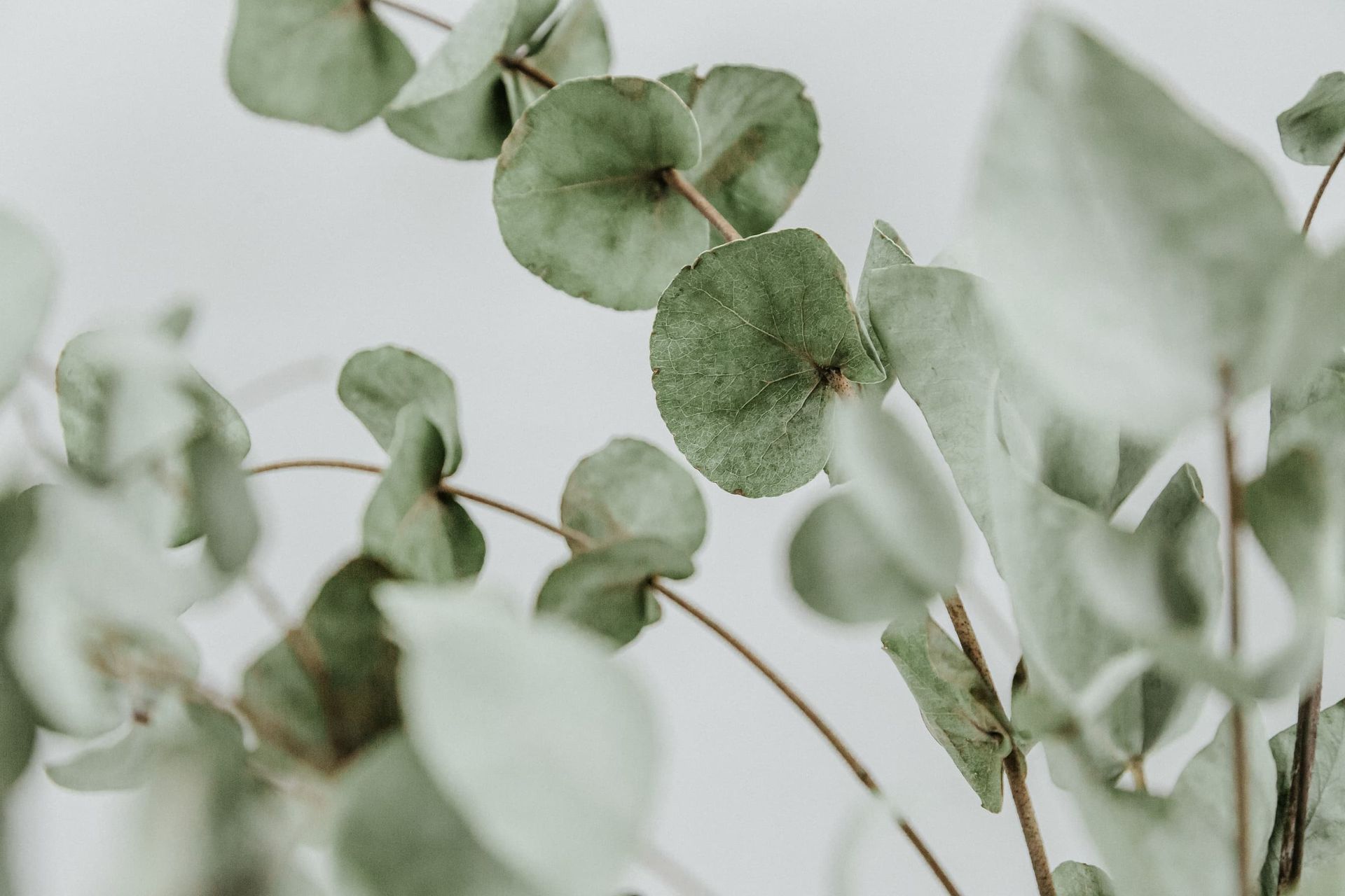 Close-up of eucalyptus leaves with round, pale green leaves and thin, brown stems against a white background.