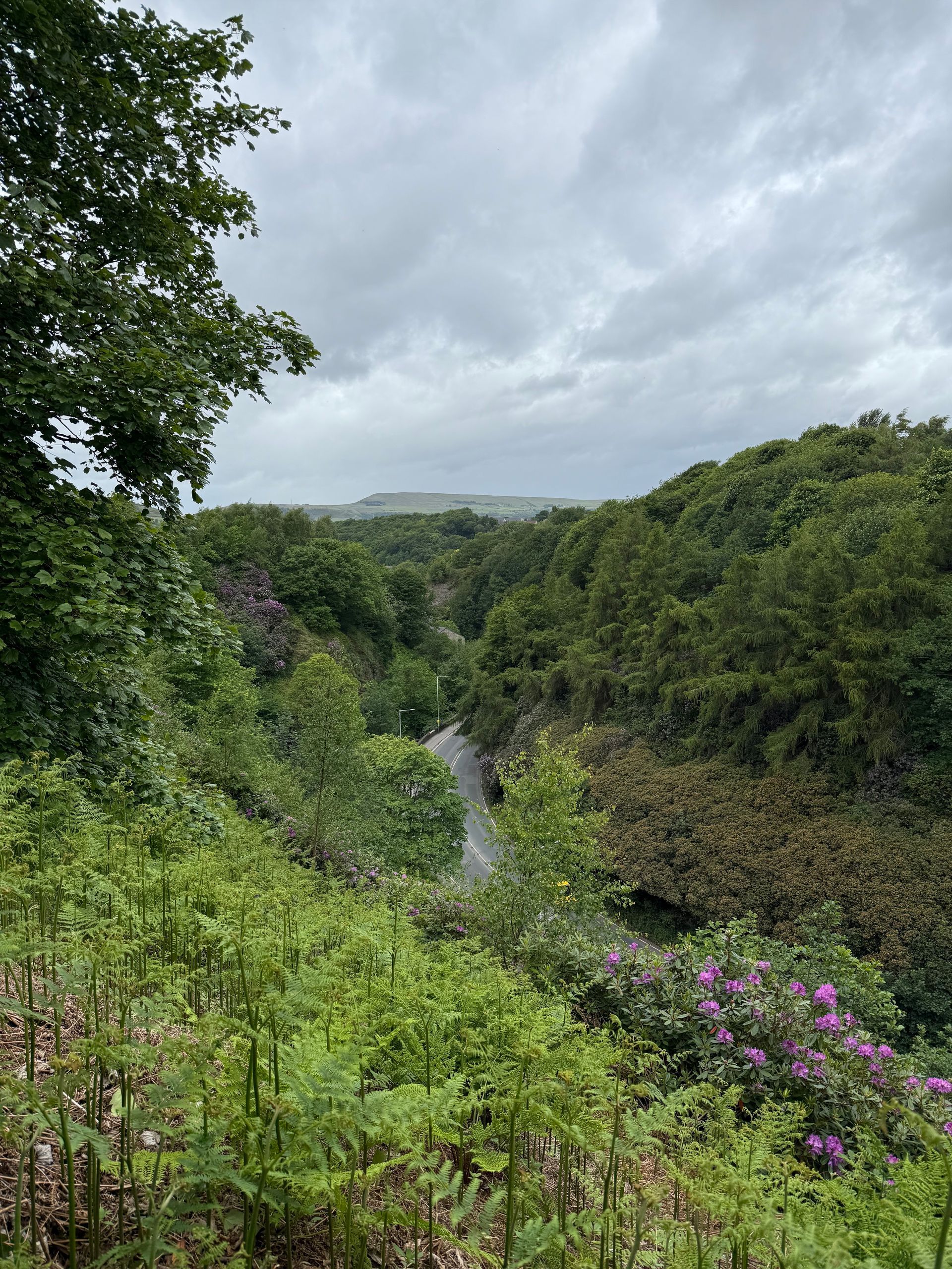 Rossendale Valley, rolling hills, trees and winding road