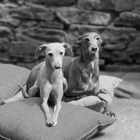 A man with a beard and sunglasses is smiling in a black and white photo.