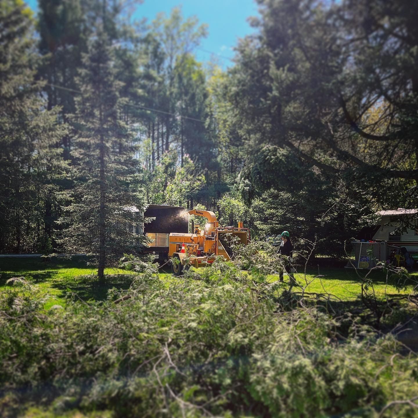 A yellow tractor is cutting down trees in a forest.