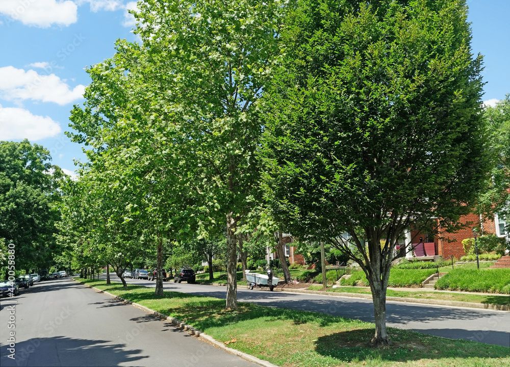 A row of trees along a street in a residential neighborhood.