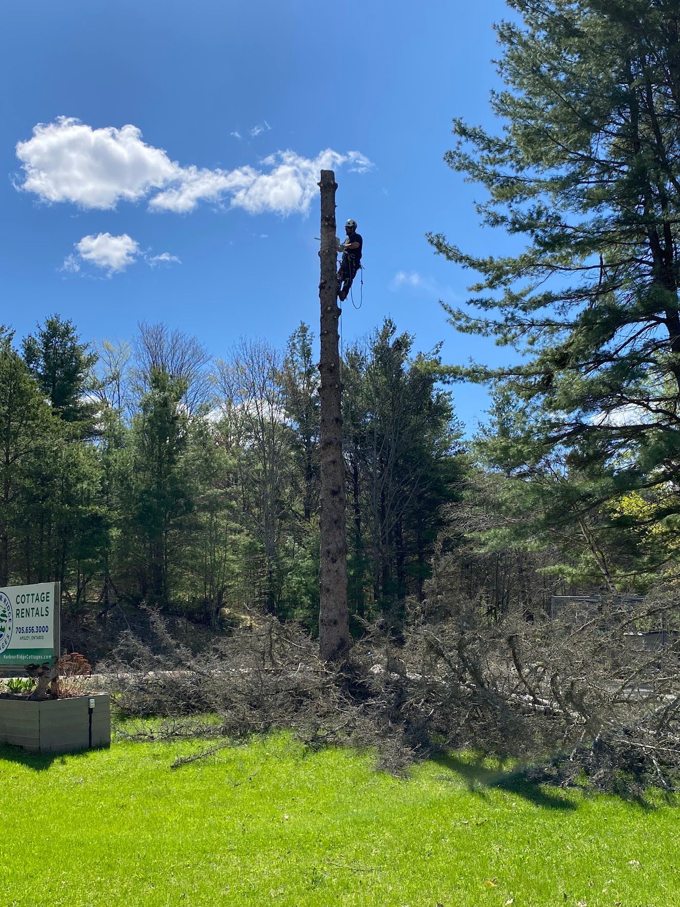 abortist climbing a tree in a field.