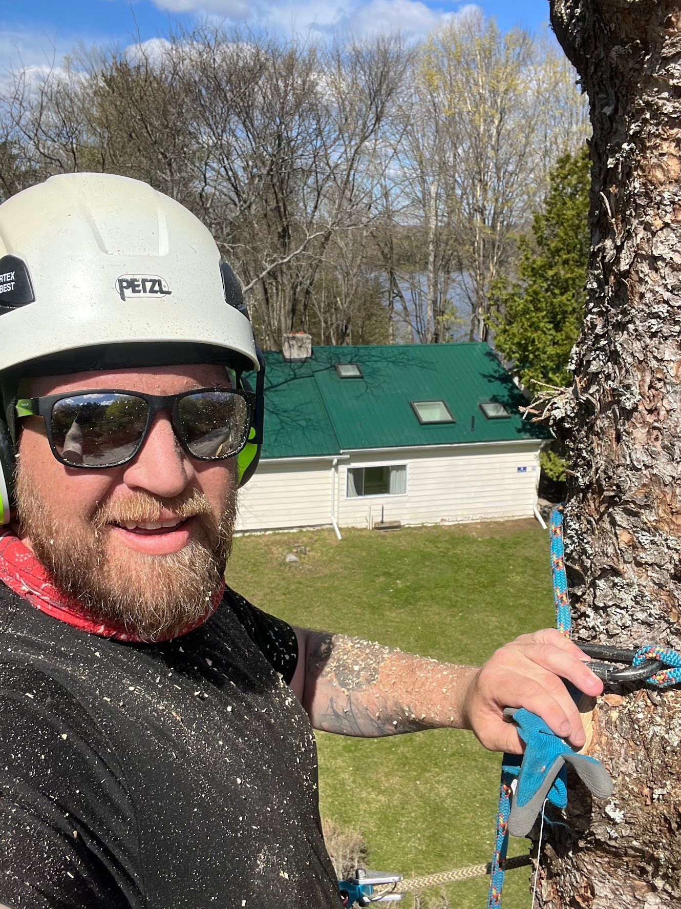 abortist cutting a tree.