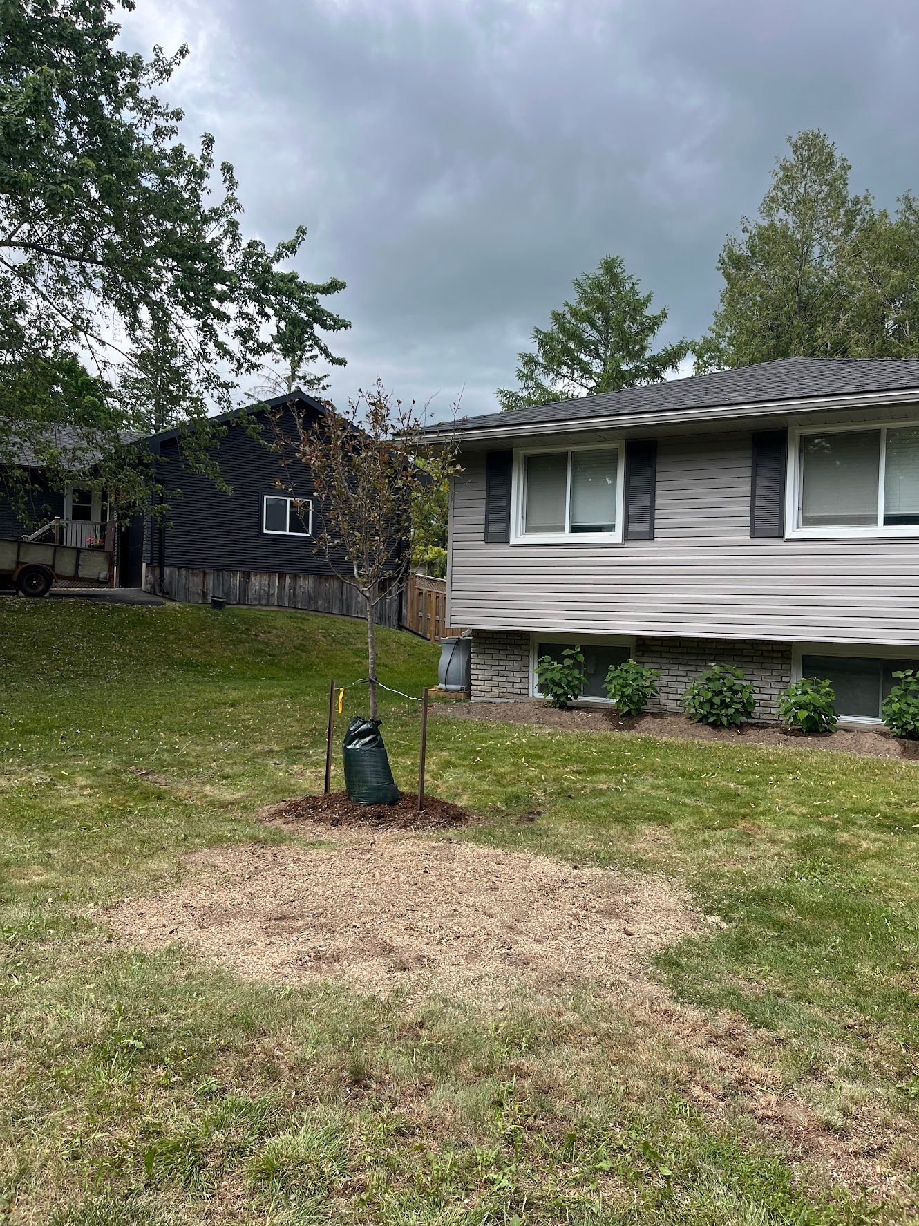 A small tree planted in front of a house.