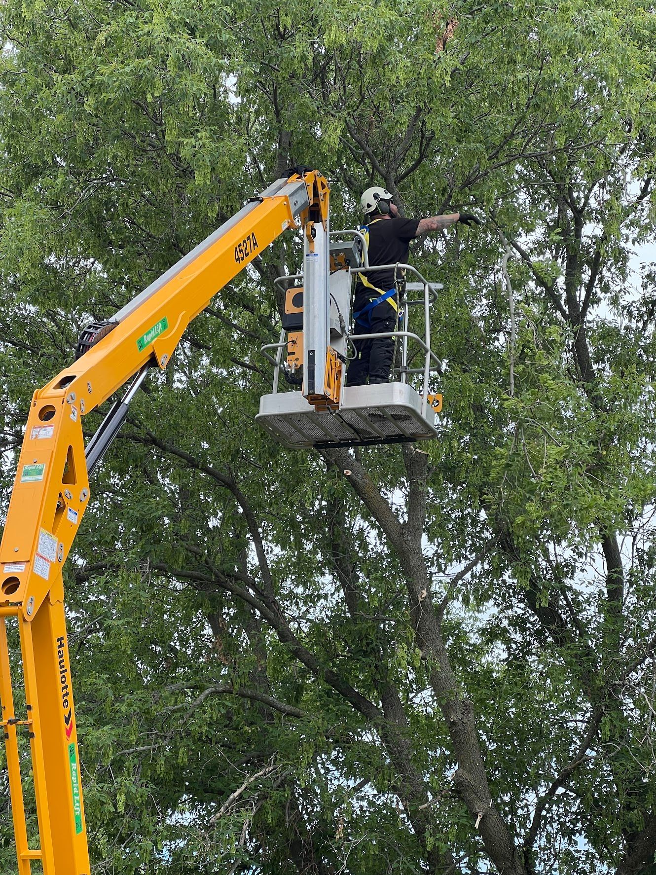 abortist cutting a tree with a crane.