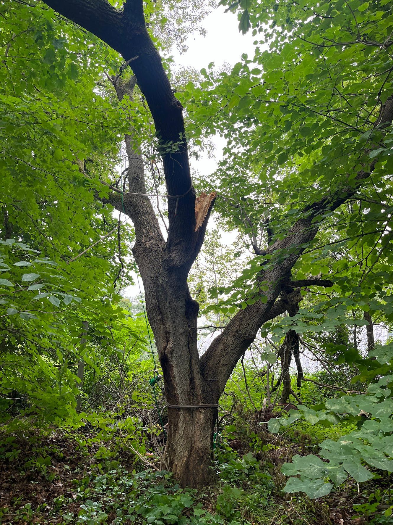 A small tree planted in front of a house.
