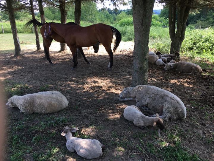 A horse and sheep are laying under trees in a field