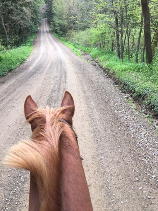A horse is riding down a dirt road in the woods.