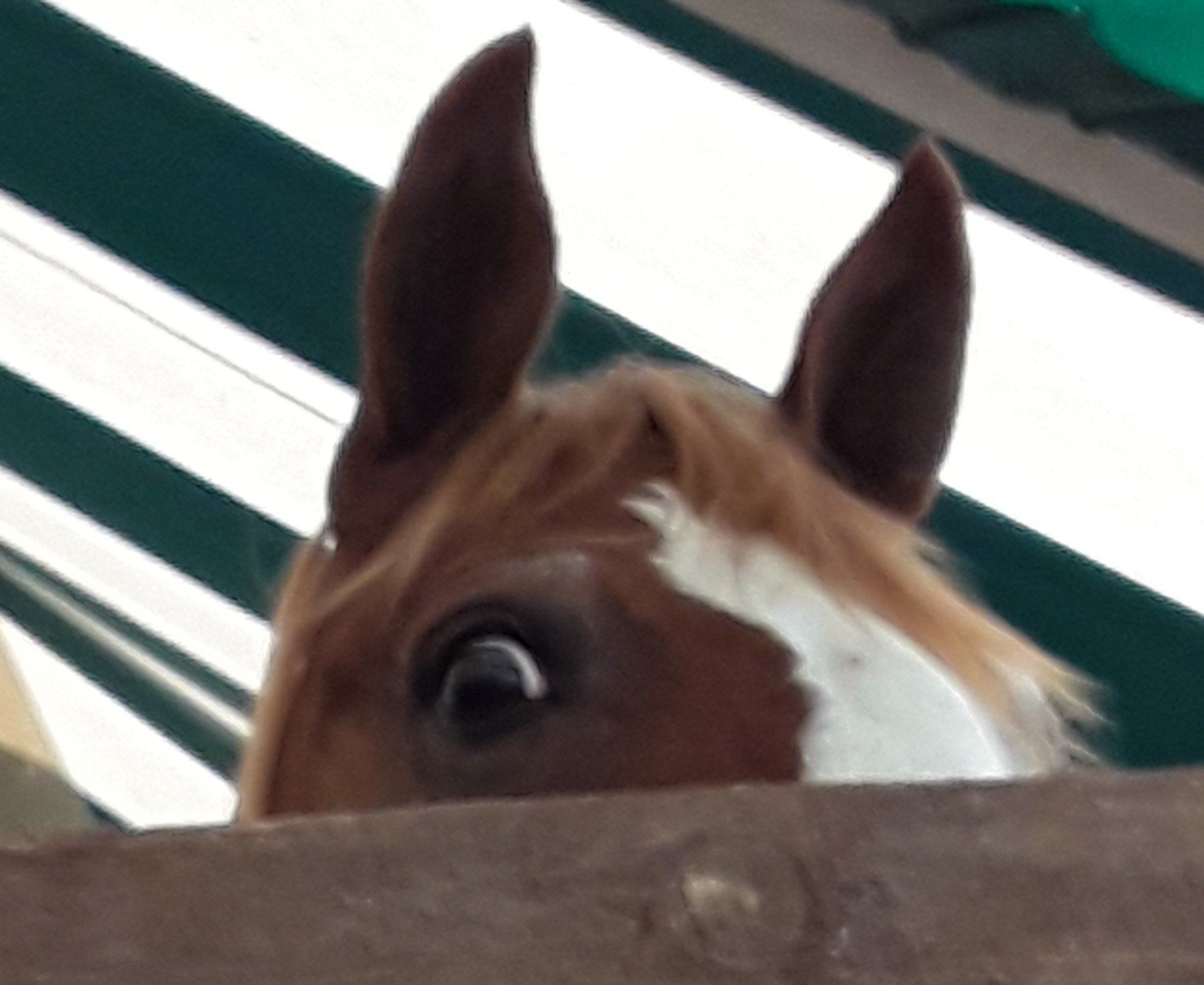 A brown and white horse looking over a fence