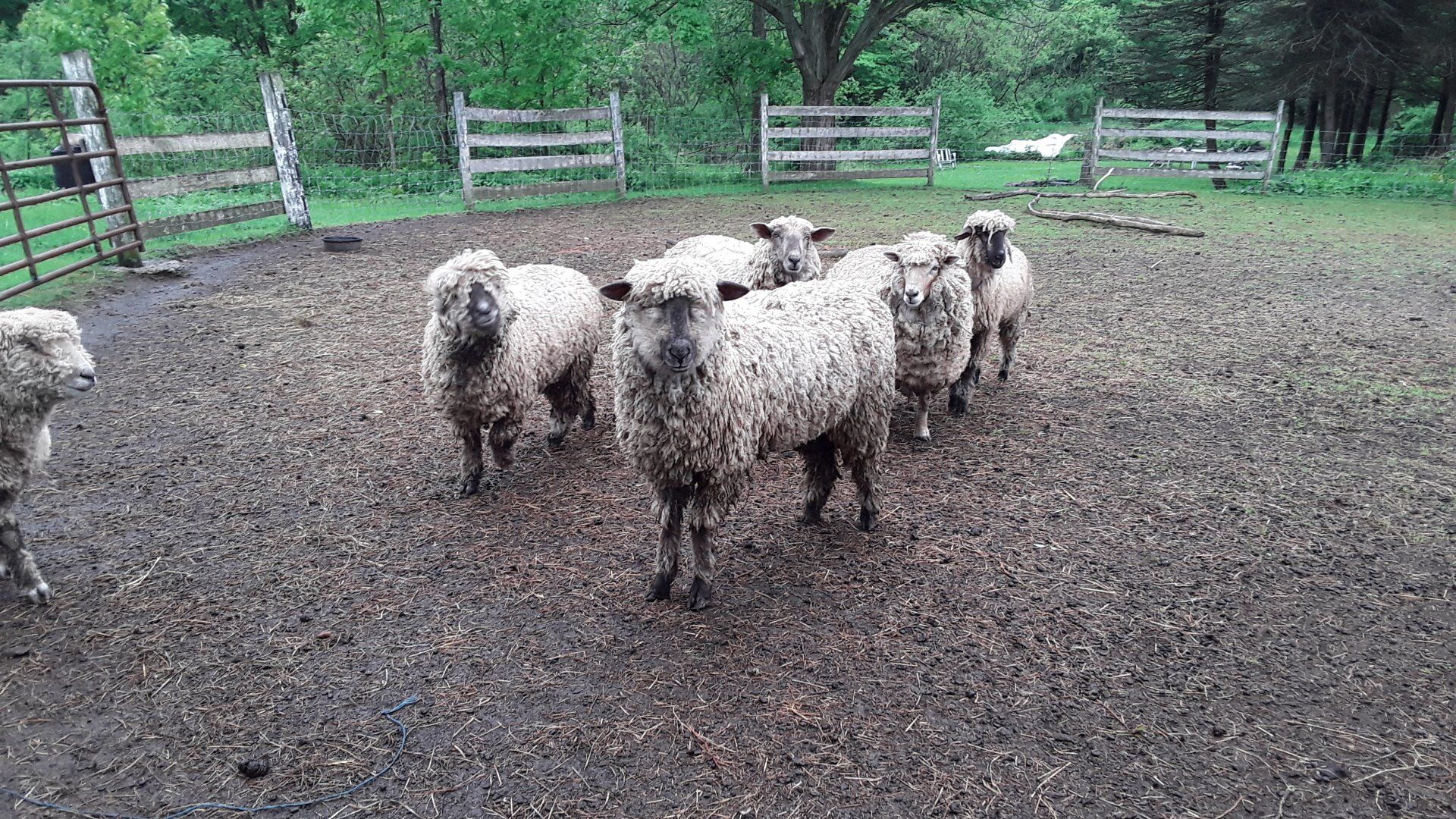 A herd of sheep are standing in a dirt field.