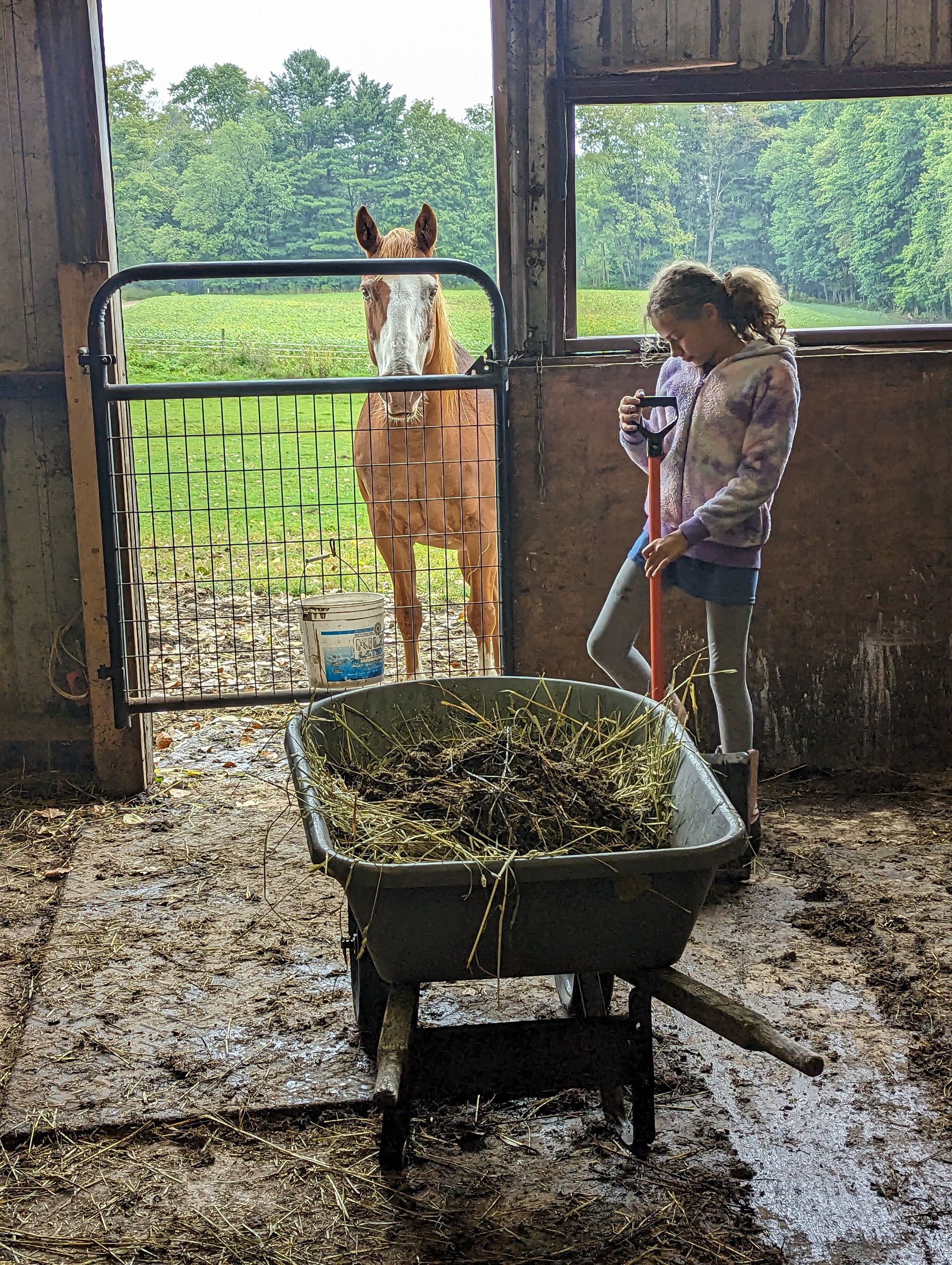 a girl standing next to a wheelbarrow and mucking a stall in front of a horse
