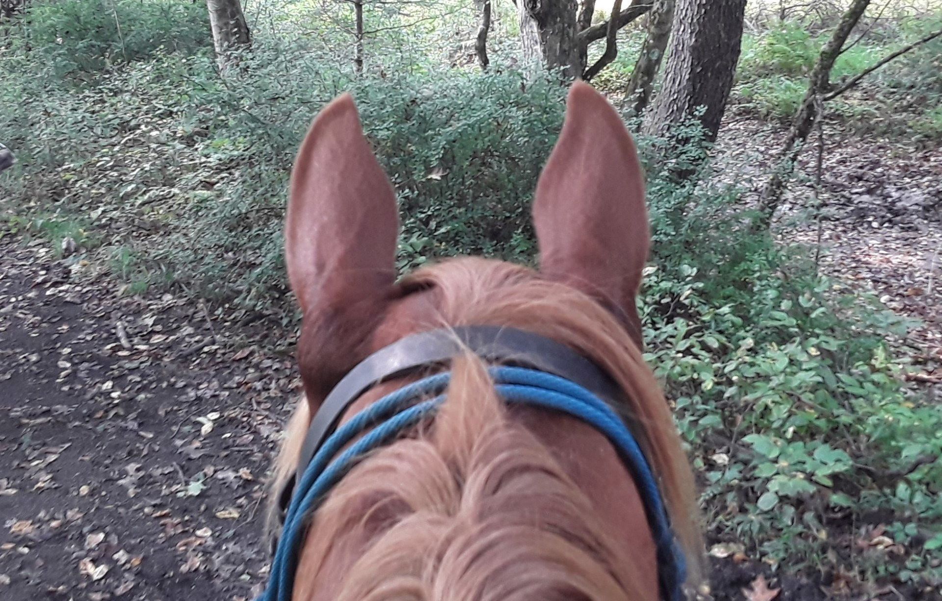 A close up of a horse 's ears in the woods.