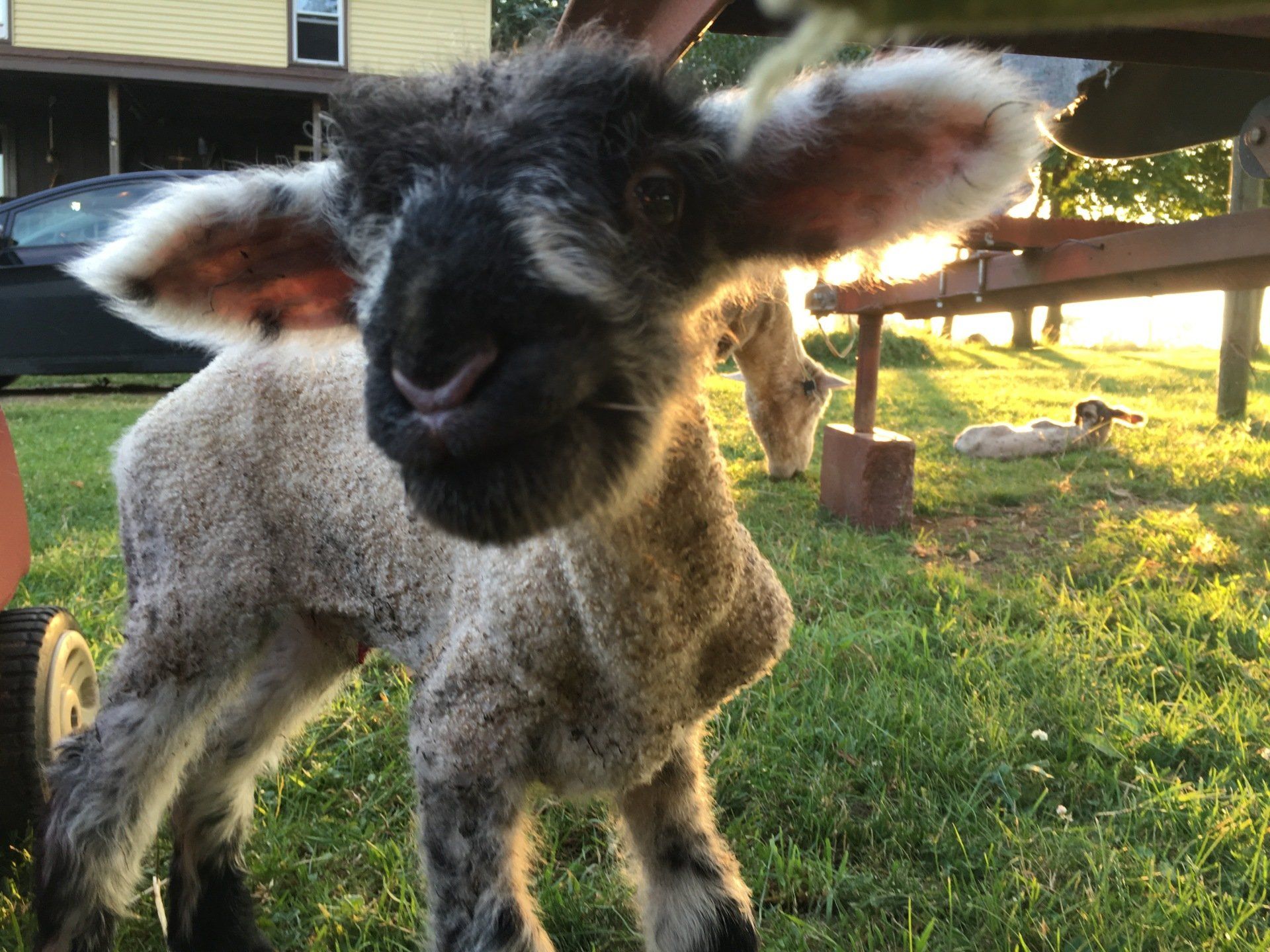 A baby sheep standing in the grass looking at the camera